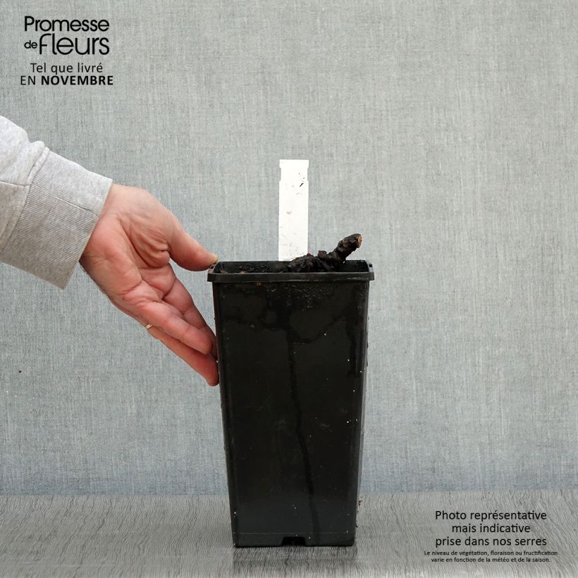 Exemplaar van Pivoine lactiflora Cheddar Cheese Pot de 3L/4L zoals geleverd in de herfst