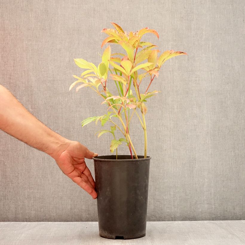 Exemplaar van Paeonia lactiflora Cheddar Cheese - Pioenroos Pot van 3 l/4 l zoals geleverd in de zomer