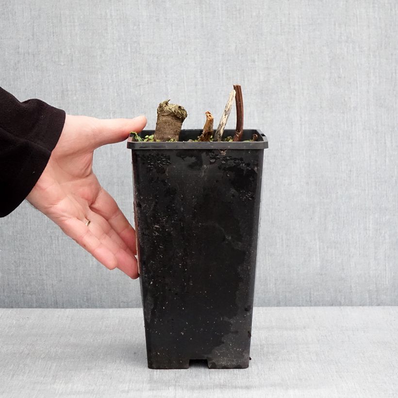 Example of Pivoine lactiflora Cheddar Cheese Pot van 3 l/4 l as you get in hiver