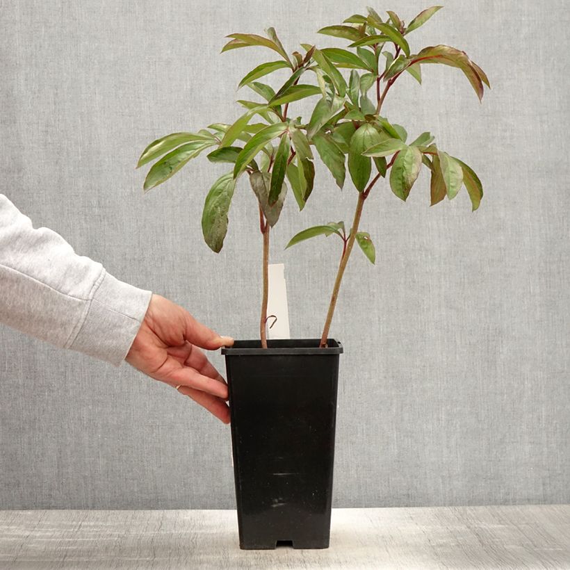 Exemplaar van Paeonia lactiflora Cheddar Cheese - Pioenroos Pot van 3 l/4 l zoals geleverd in de lente