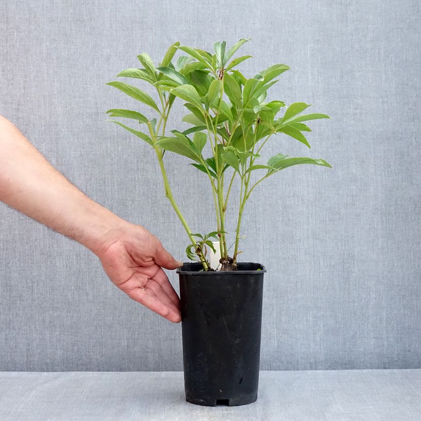 Example of Pivoine lactiflora Chiffon Parfait  Pot van 3 l/4 l as you get in printemps