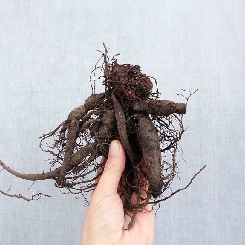 Example of Paeonia lactiflora Command Performance - Pioenroos Stam 3/5 ogen as you get in hiver