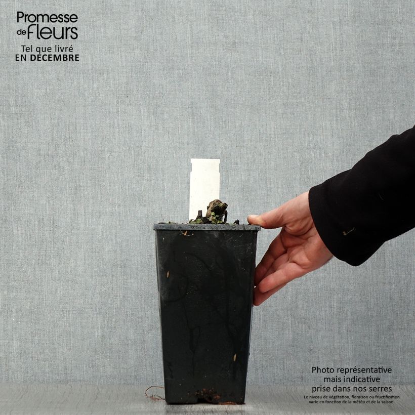 Example of Paeonia lactiflora Coral Charm - Pioenroos Pot van 3 l/4 l as you get in hiver