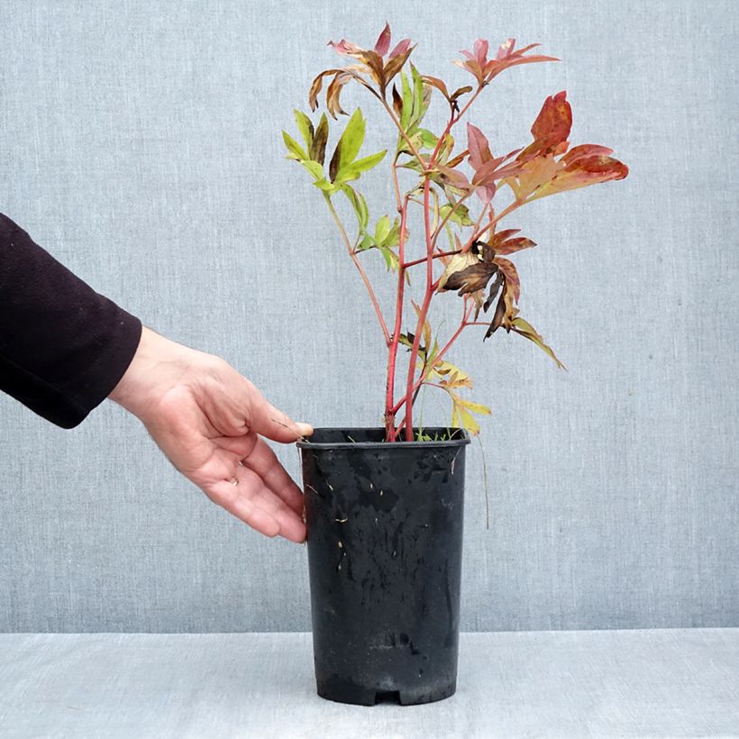 Exemplaar van Paeonia lactiflora Coral Charm - Pioenroos Pot van 3 l/4 l zoals geleverd in de herfst