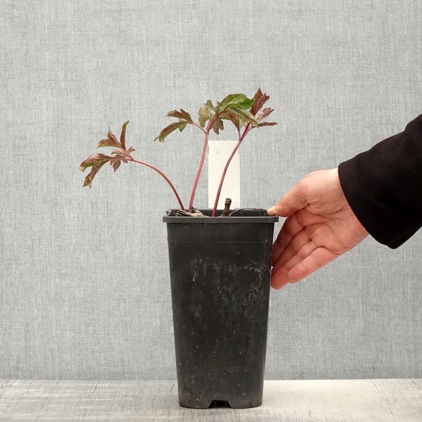 Exemplaar van Paeonia lactiflora Coral Charm - Pioenroos Pot van 3 l/4 l zoals geleverd in de lente