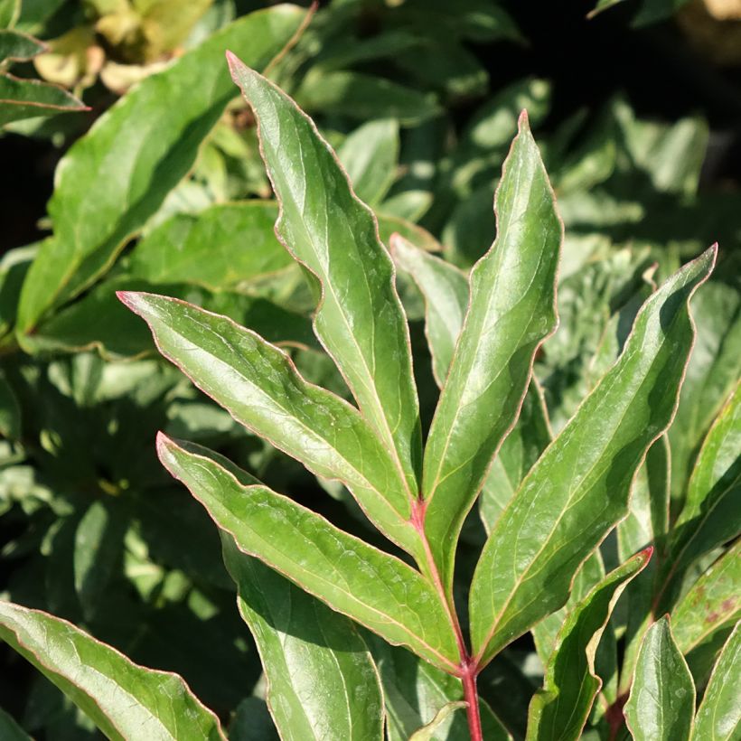 Paeonia lactiflora Coral Magic - Pioenroos (Blad)