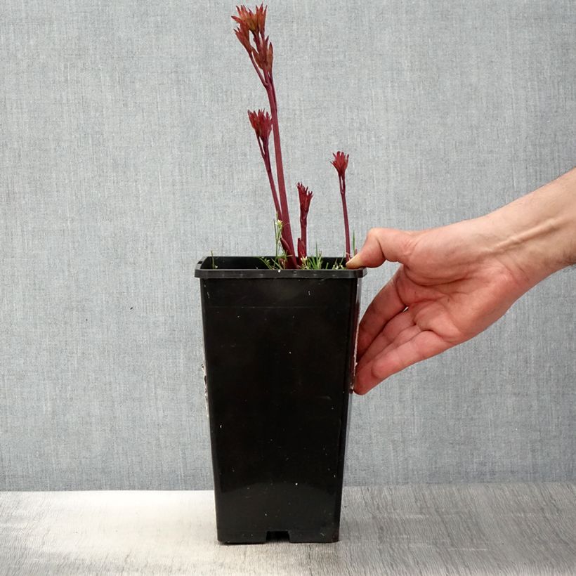 Exemplaar van Paeonia lactiflora Coral Magic - Pioenroos Pot van 3 l/4 l zoals geleverd in de lente