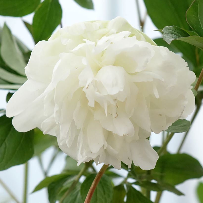Paeonia lactiflora Corinne Wersan - Pioenroos (Bloei)