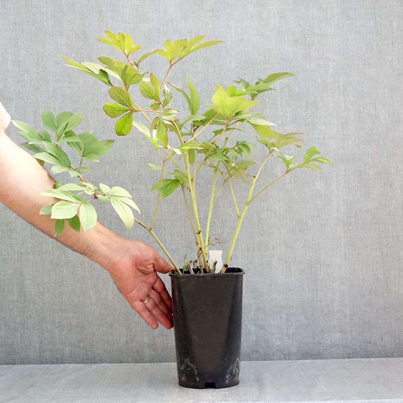 Exemplaar van Paeonia lactiflora Corinne Wersan - Pioenroos Pot van 4 l/5 l zoals geleverd in de zomer