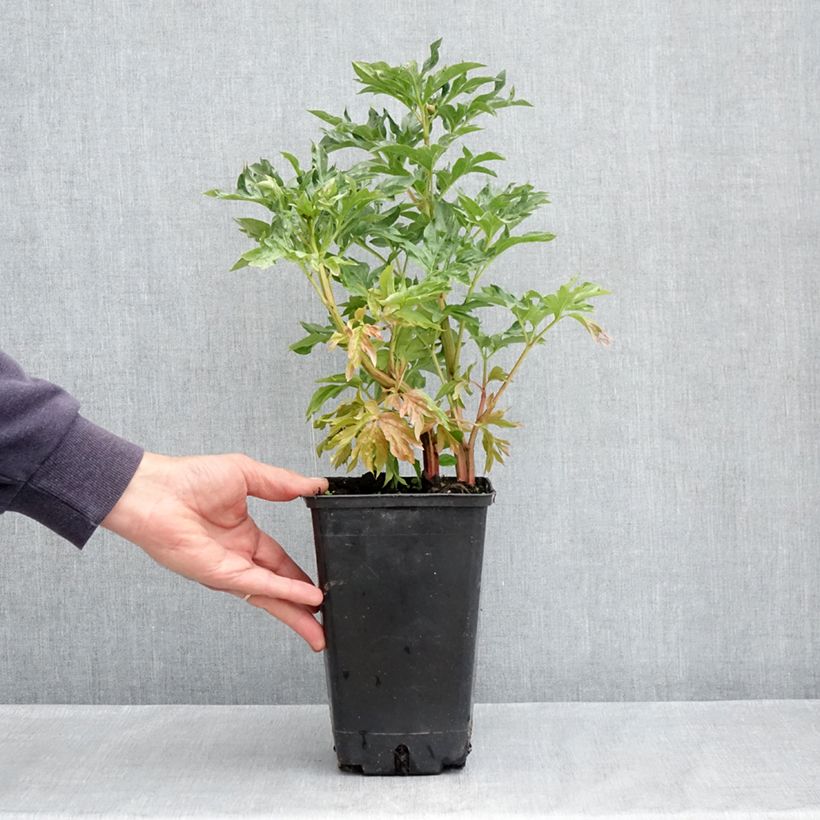 Example of Paeonia lactiflora Cytherea - Pioenroos Pot van 3 l/4 l as you get in printemps