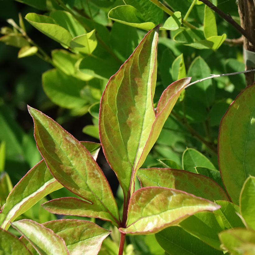 Paeonia lactiflora Doreen - Pioenroos (Blad)