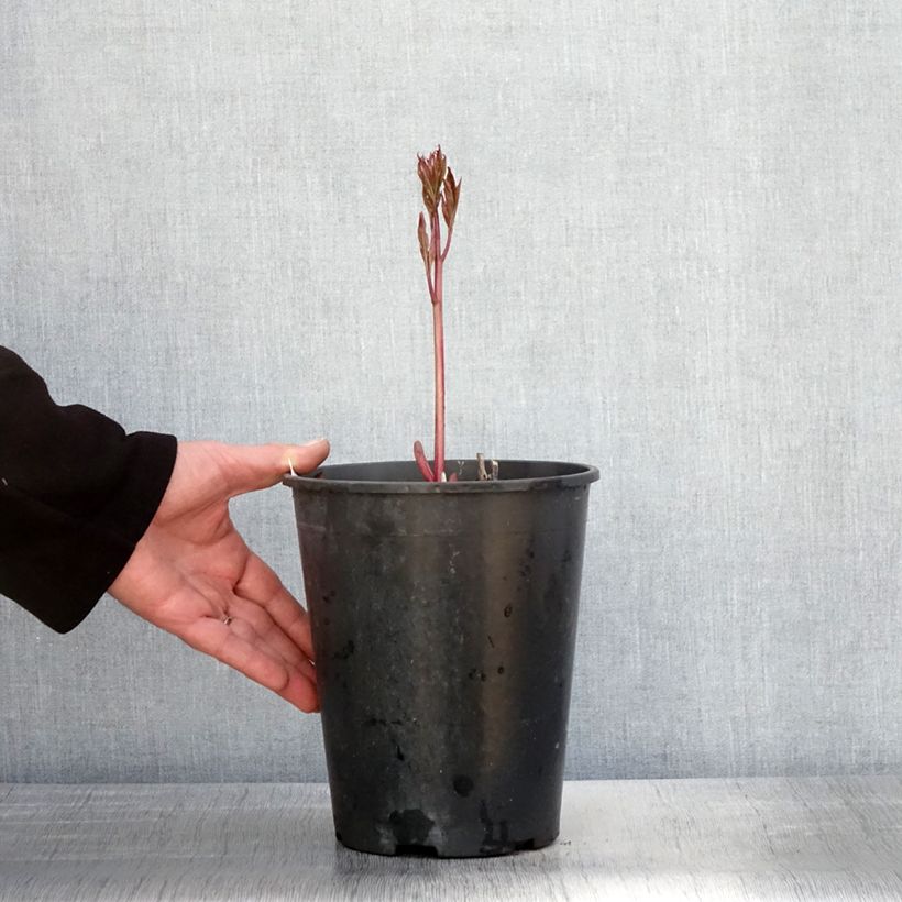 Exemplaar van Paeonia lactiflora Dr Alexander Fleming - Pioenroos Pot van 3 l/4 l zoals geleverd in de lente