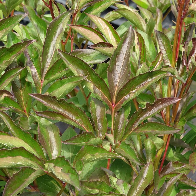 Paeonia lactiflora Duchesse de Nemours - Pioenroos (Blad)