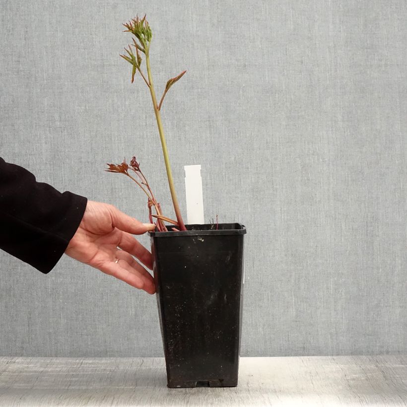 Exemplaar van Paeonia lactiflora Duchesse de Nemours - Pioenroos Pot van 3 l/4 l zoals geleverd in de lente