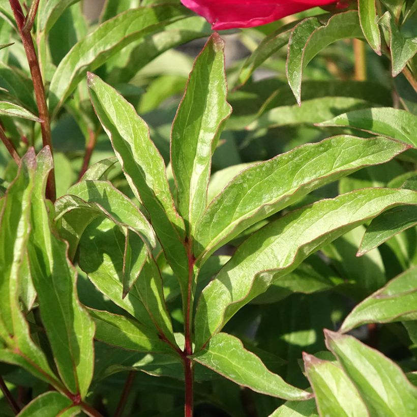 Paeonia lactiflora Fantastic - Pioenroos (Blad)