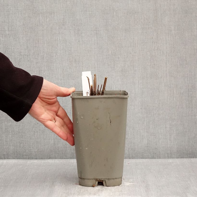 Example of Pivoine lactiflora Fantastic Pot van 3 l/4 l as you get in hiver