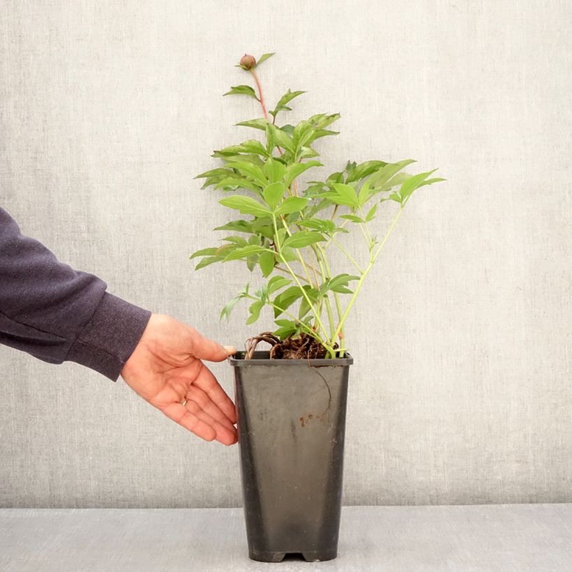 Exemplaar van Paeonia lactiflora Fantastic - Pioenroos Pot van 3 l/4 l zoals geleverd in de lente