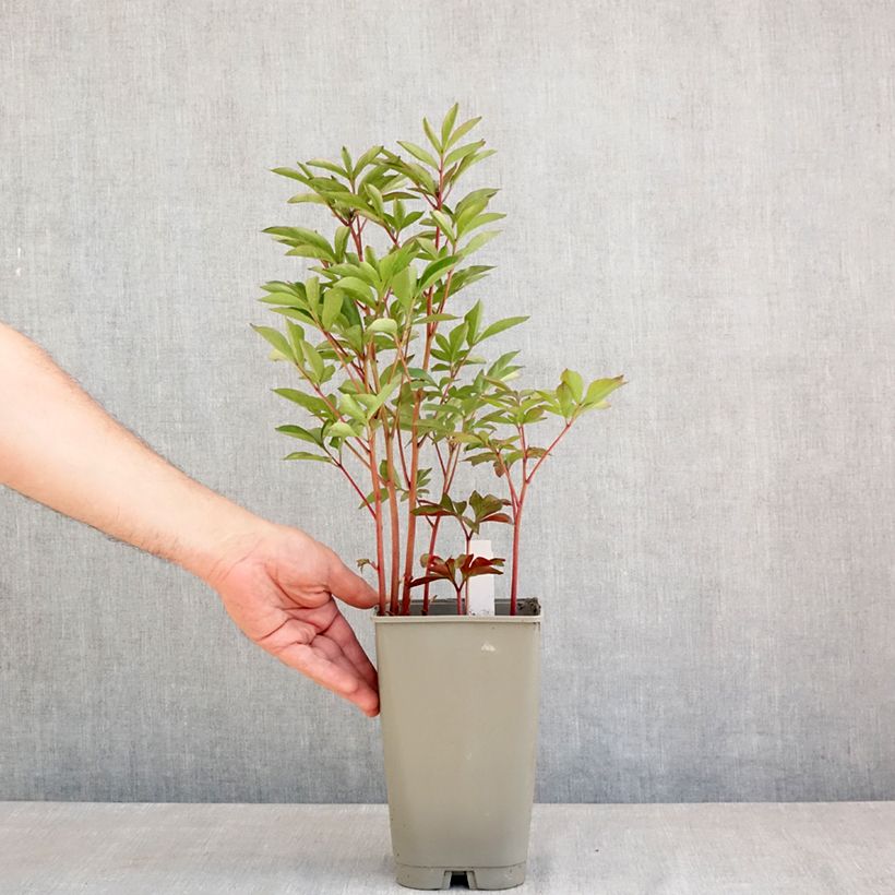 Exemplaar van Paeonia lactiflora Félix Crousse - Pioenroos Pot van 3 l/4 l zoals geleverd in de lente