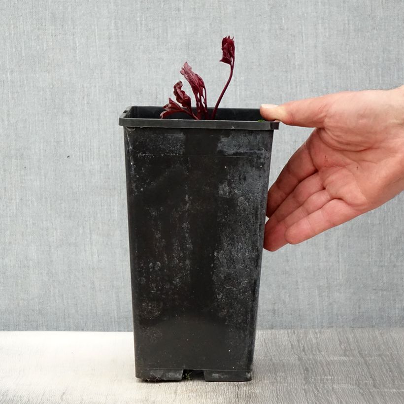 Exemplaar van Paeonia lactiflora Festiva Maxima - Pioenroos Pot van 3 l/4 l zoals geleverd in de lente