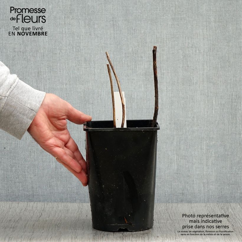 Exemplaar van Paeonia lactiflora Françoise Ortegat - Pioenroos Pot van 3 l/4 l zoals geleverd in de herfst