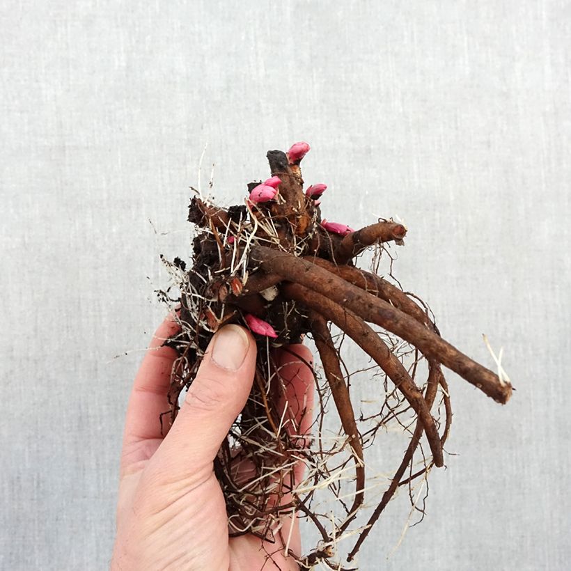 Example of Paeonia lactiflora Françoise Ortegat - Pioenroos Stam 3/5 ogen as you get in hiver