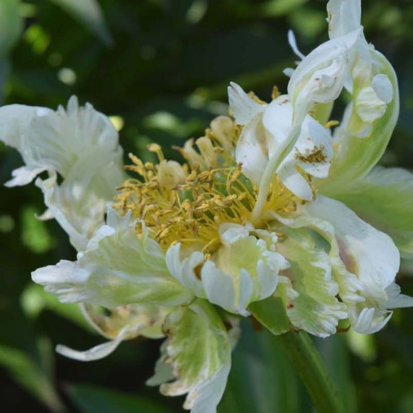 Paeonia lactiflora Green Halo - Pioenroos (Flowering)