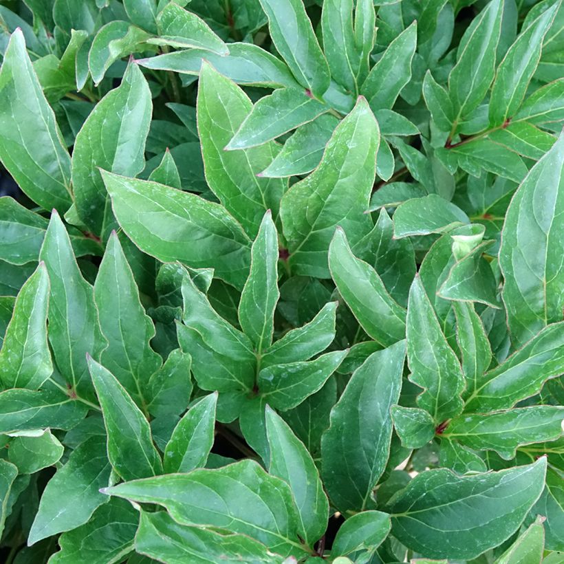 Paeonia lactiflora Green Halo - Pioenroos (Blad)