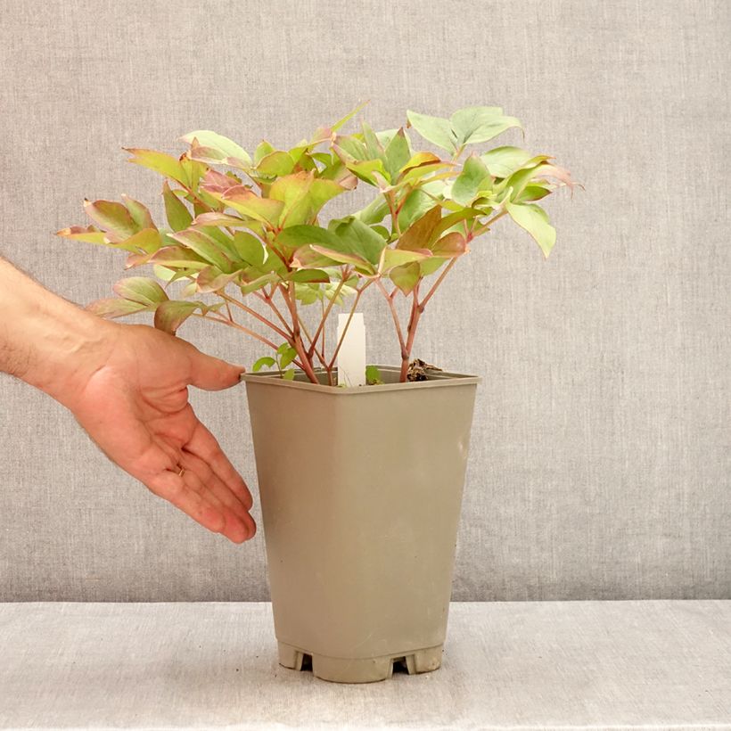 Example of Pivoine lactiflora Green Halo Pot van 3 l/4 l as you get in ete