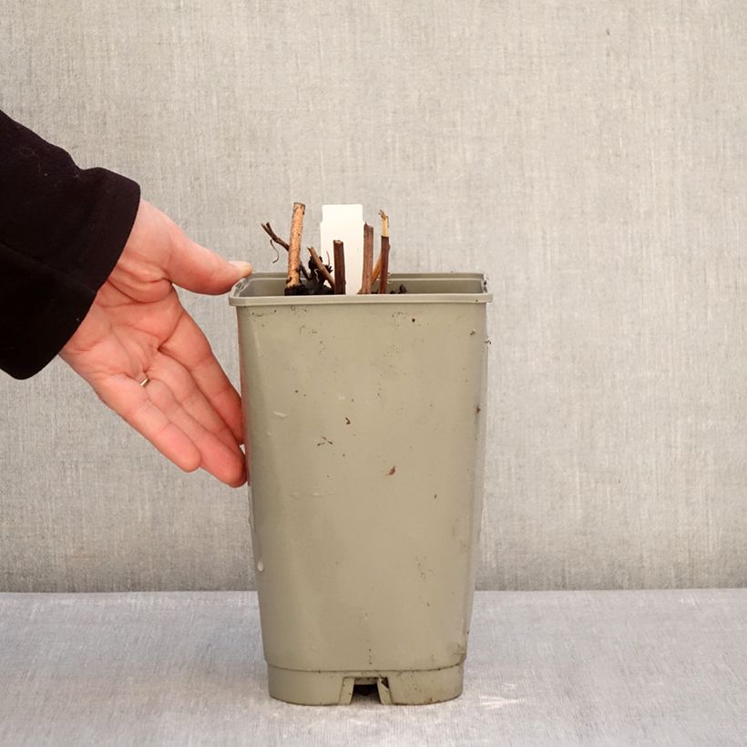 Exemplaar van Paeonia lactiflora Green Halo - Pioenroos Pot van 3 l/4 l zoals geleverd in de winter