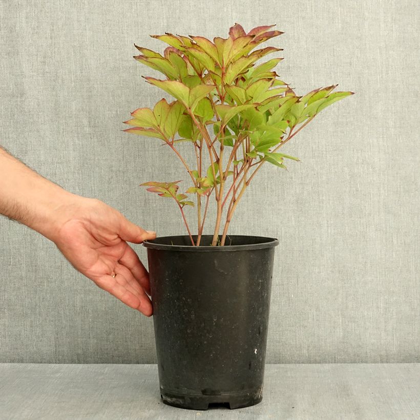 Exemplaar van Paeonia lactiflora Green Lotus - Pioenroos Pot van 3 l/4 l zoals geleverd in de zomer