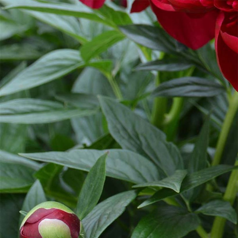 Paeonia lactiflora Bockstoce - Pioenroos (Foliage)