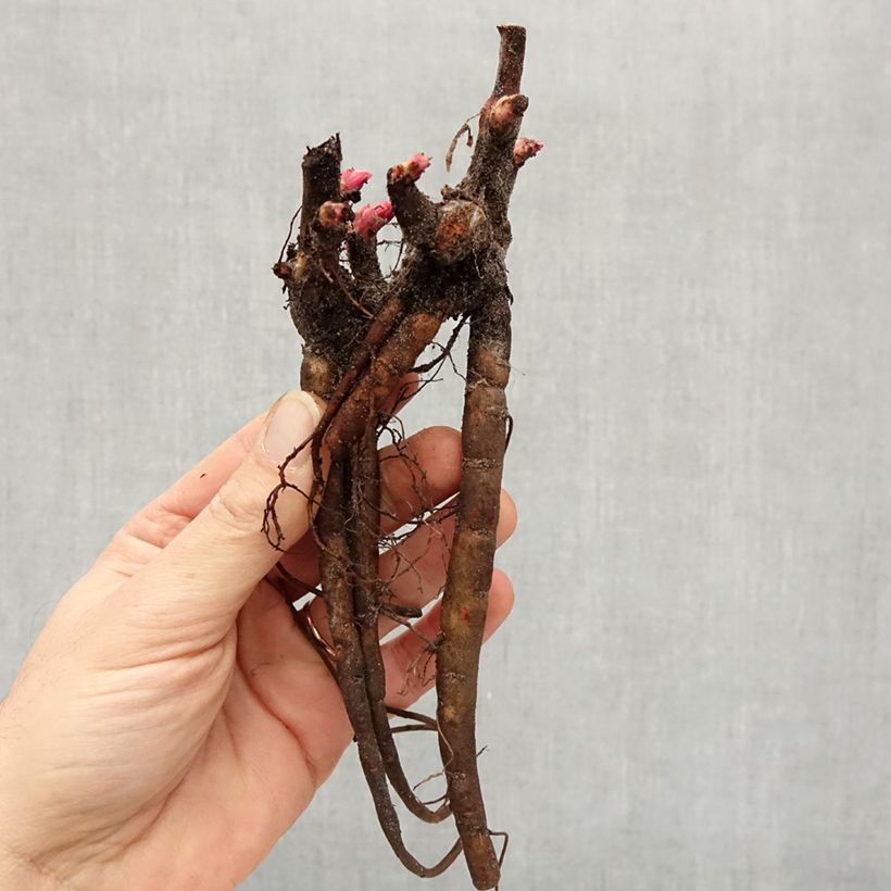 Example of Pivoine lactiflora Henry Bockstoce  Stam 3/5 ogen as you get in hiver