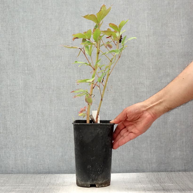 Exemplaar van Paeonia lactiflora Immaculée - Pioenroos Pot van 3 l/4 l zoals geleverd in de zomer