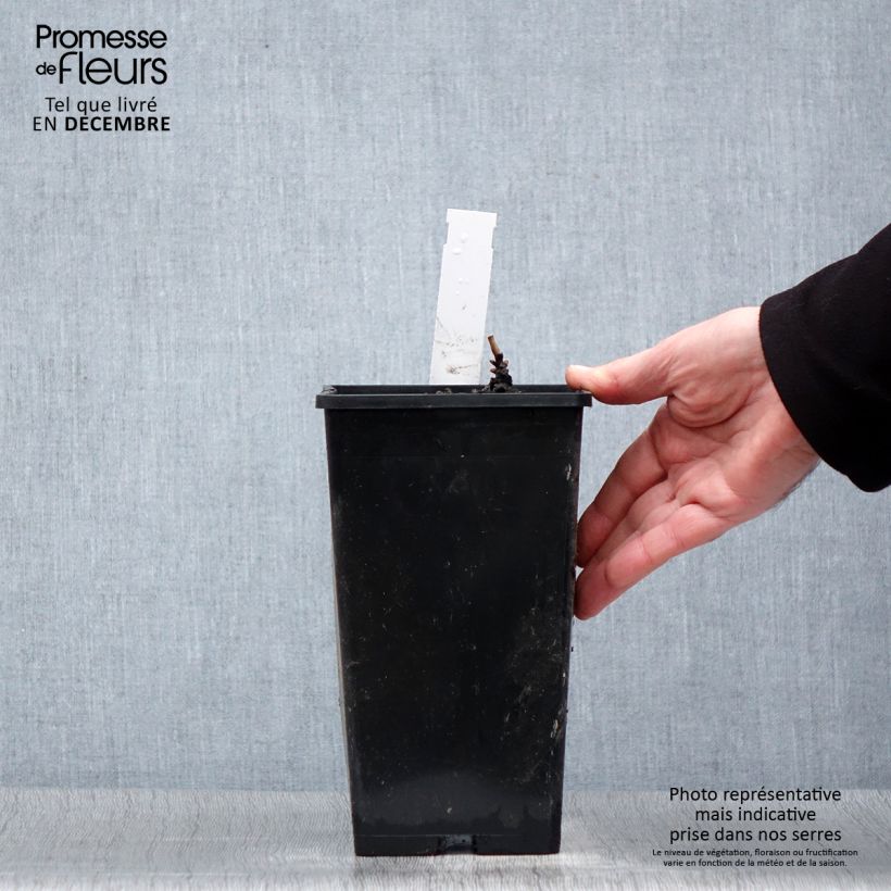 Example of Pivoine lactiflora Immaculée Pot van 3 l/4 l as you get in hiver