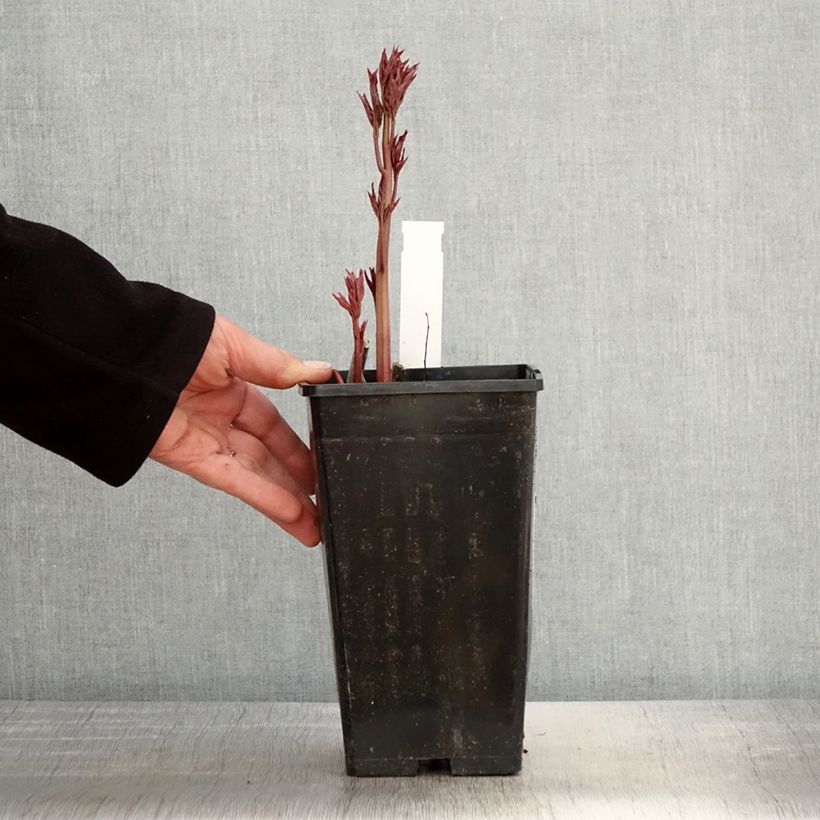 Exemplaar van Paeonia lactiflora Immaculée - Pioenroos Pot van 3 l/4 l zoals geleverd in de lente