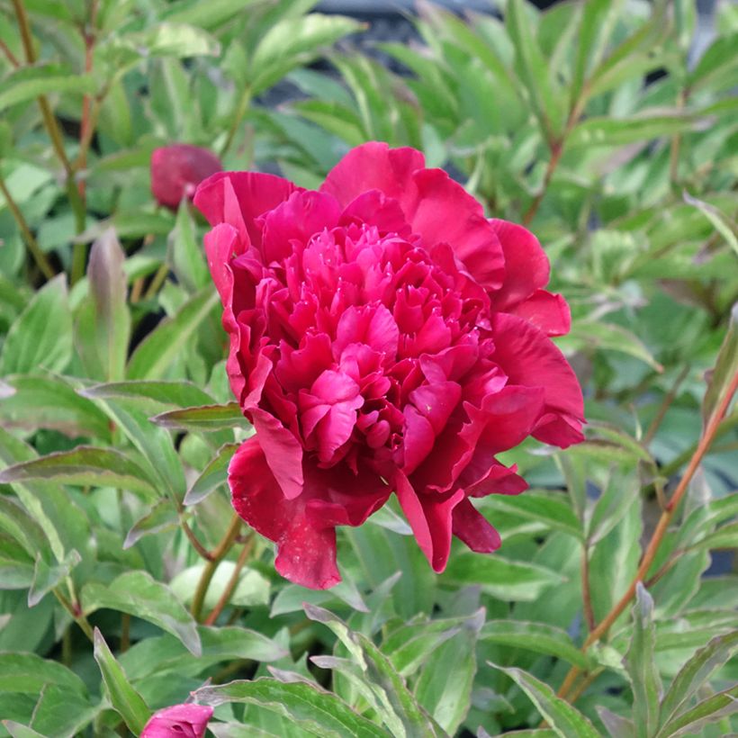 Paeonia lactiflora Inspecteur Lavergne - Pioenroos (Bloei)