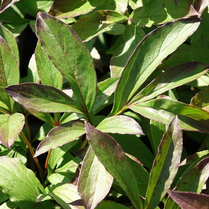 Paeonia lactiflora Jacorma - Pioenroos (Blad)