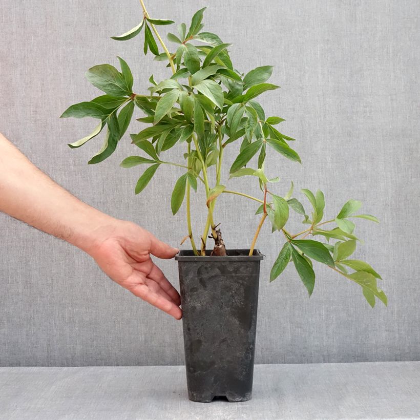 Example of Pivoine lactiflora Jacorma Pot van 3 l/4 l as you get in printemps