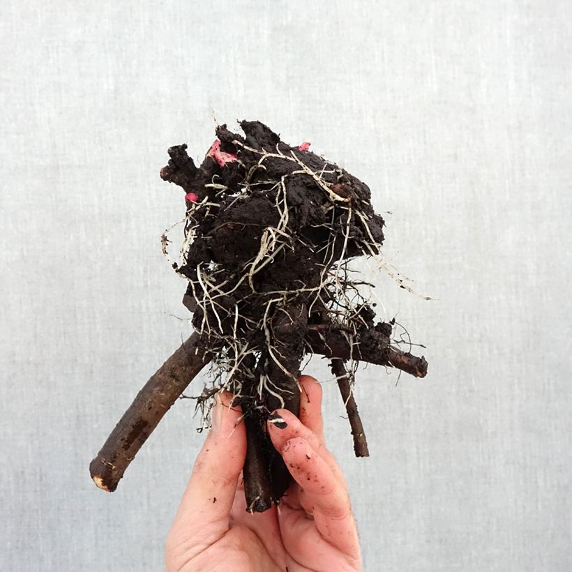 Example of Pivoine lactiflora Jacorma Stam 3/5 ogen as you get in hiver