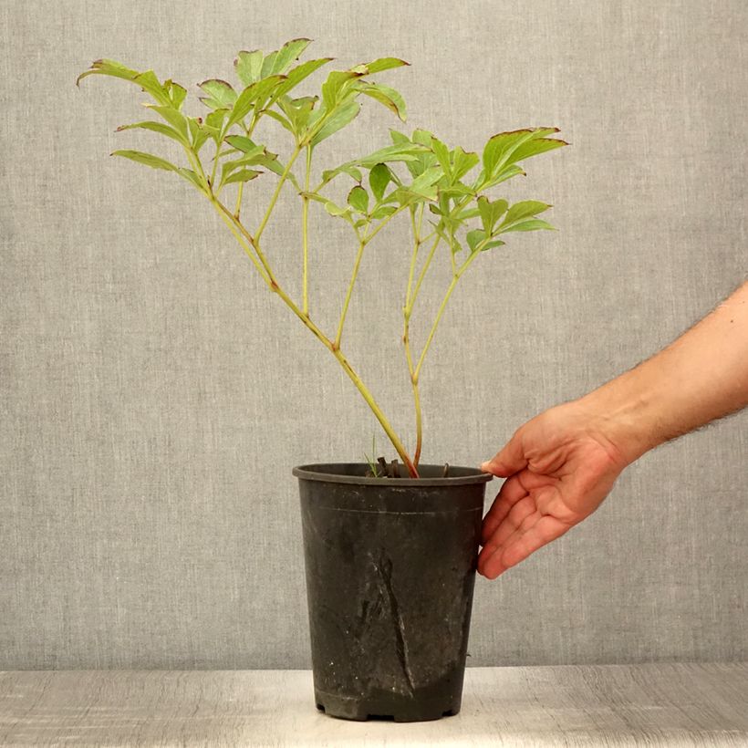 Exemplaar van Paeonia lactiflora Jan van Leeuwen - Pioenroos Pot van 3 l/4 l zoals geleverd in de zomer