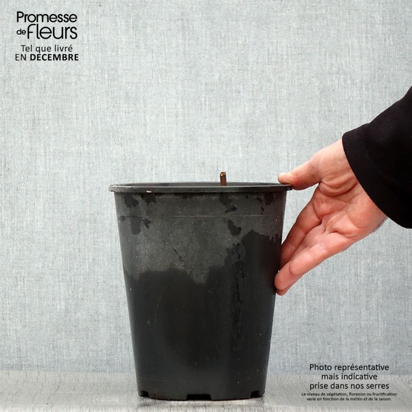 Example of Pivoine lactiflora Jan van Leeuwen Pot van 3 l/4 l as you get in hiver