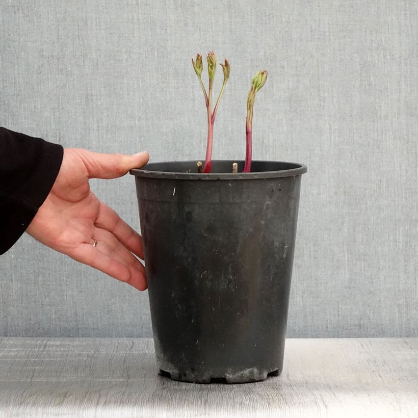 Exemplaar van Paeonia lactiflora Jan van Leeuwen - Pioenroos Pot van 3 l/4 l zoals geleverd in de lente