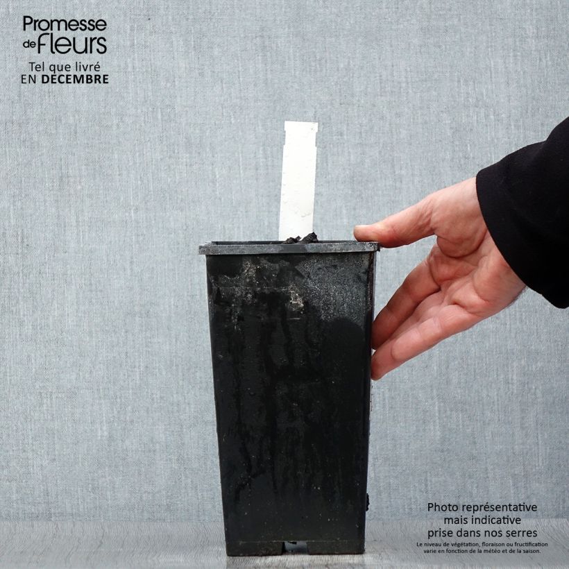 Example of Paeonia lactiflora Kansas - Pioenroos Pot van 3 l/4 l as you get in hiver