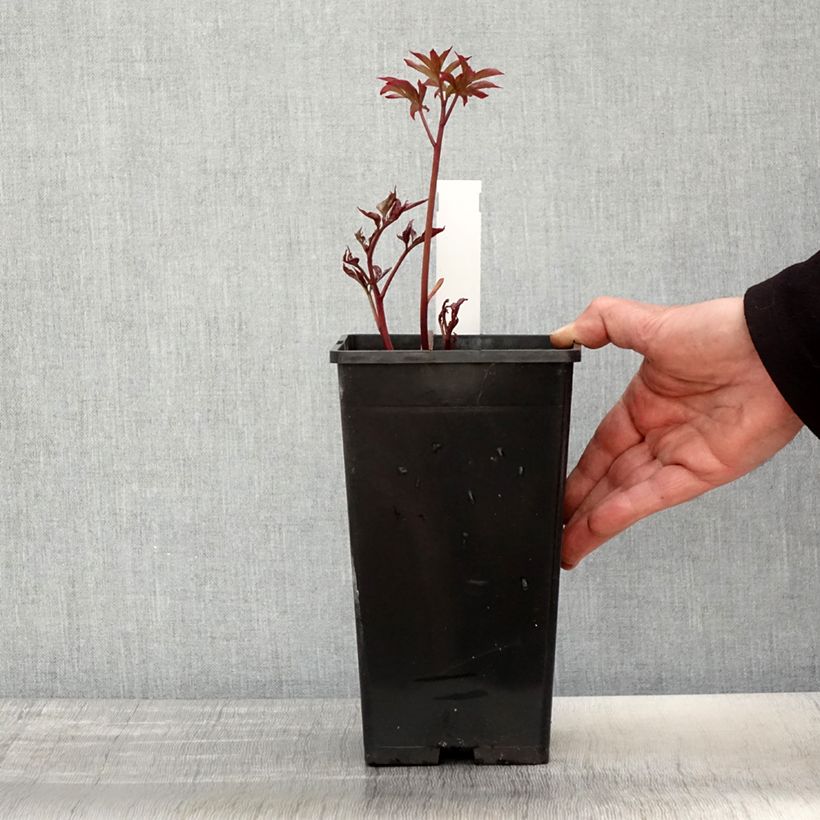 Exemplaar van Paeonia lactiflora Kansas - Pioenroos Pot van 3 l/4 l zoals geleverd in de lente