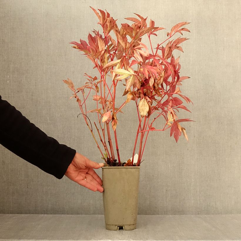 Exemplaar van Paeonia lactiflora Karl Rosenfield - Pioenroos Pot van 3 l/4 l zoals geleverd in de herfst
