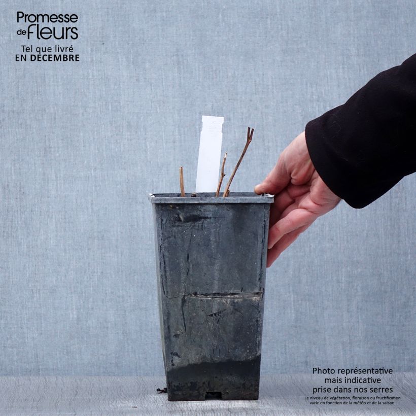 Example of Paeonia lactiflora Karl Rosenfield - Pioenroos Pot van 3 l/4 l as you get in hiver