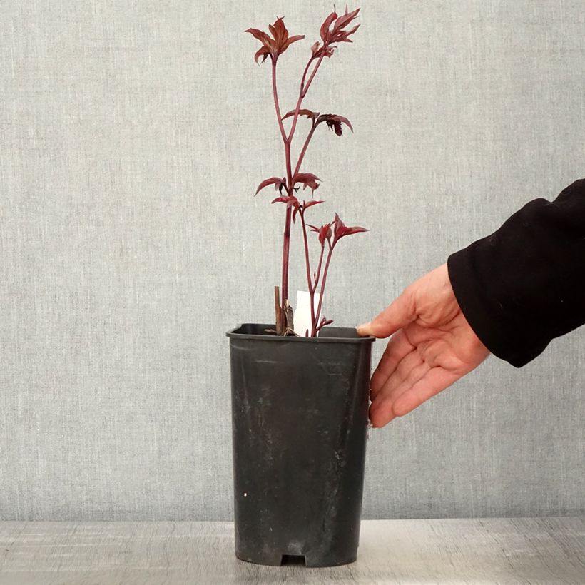 Exemplaar van Paeonia lactiflora Karl Rosenfield - Pioenroos Pot van 3 l/4 l zoals geleverd in de lente