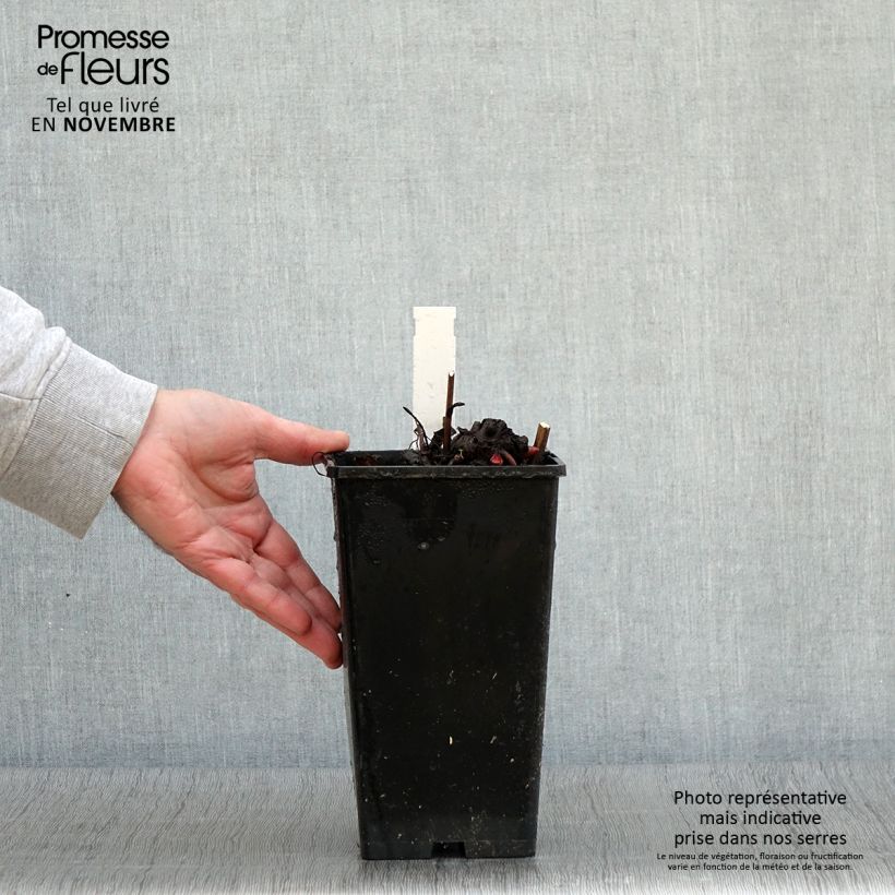 Exemplaar van Paeonia lactiflora King's Day - Pioenroos Pot van 3 l/4 l zoals geleverd in de herfst
