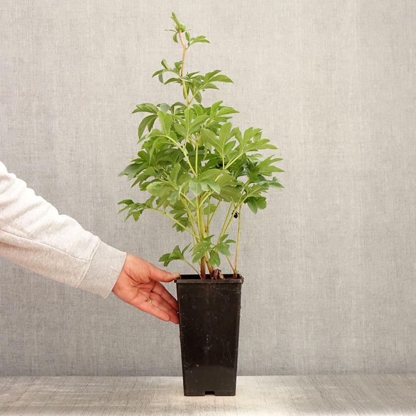 Exemplaar van Paeonia lactiflora King's Day - Pioenroos Pot van 3 l/4 l zoals geleverd in de lente