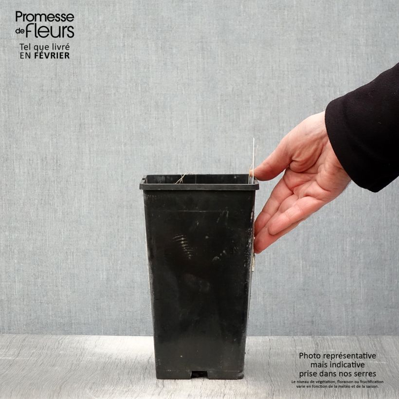 Example of Paeonia lactiflora Lady Alexandra Duff - Pioenroos Pot van 3 l/4 l as you get in hiver